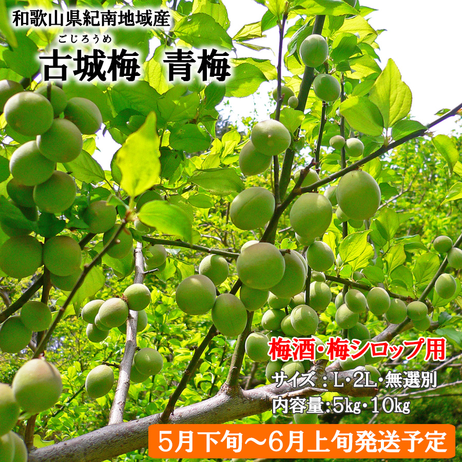 紀州産古城梅（青梅）