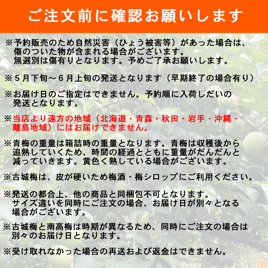 紀州産古城梅（青梅）説明
