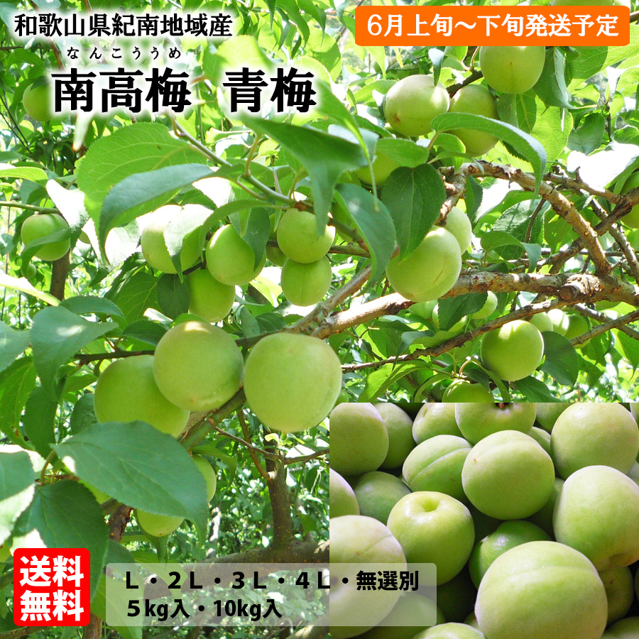 細尾_南高梅_青梅