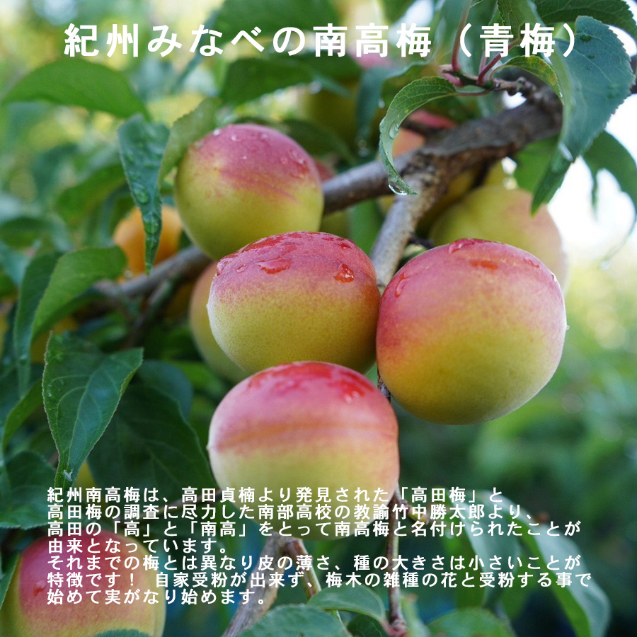 勝股農園_南高梅_青梅_説明