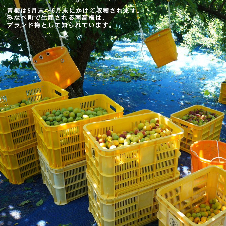 勝股農園_青梅_説明