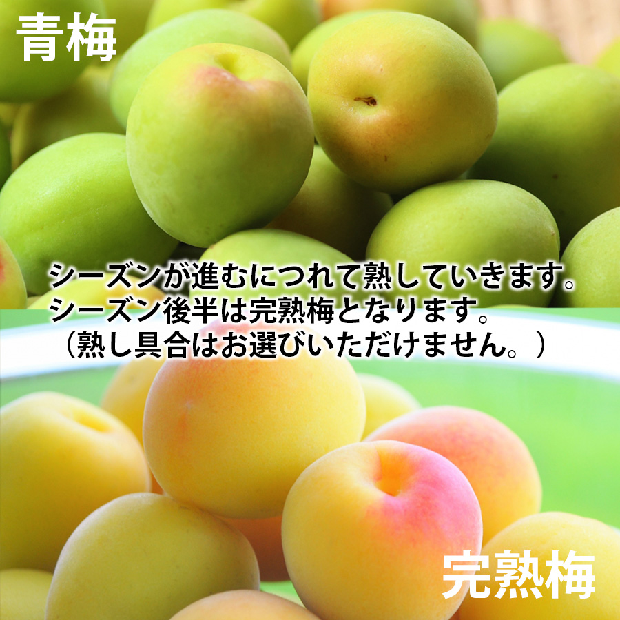 勝股農園_南高梅_青梅_完熟